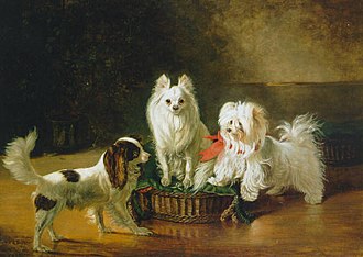 A Toy Spaniel, a Dwarf Spitz and a Maltese next to a basket (1855) by Johann Friedrich Wilhelm Wegener [de]. Wegener01.jpeg