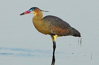 <span class="mw-page-title-main">Whistling heron</span> Species of bird