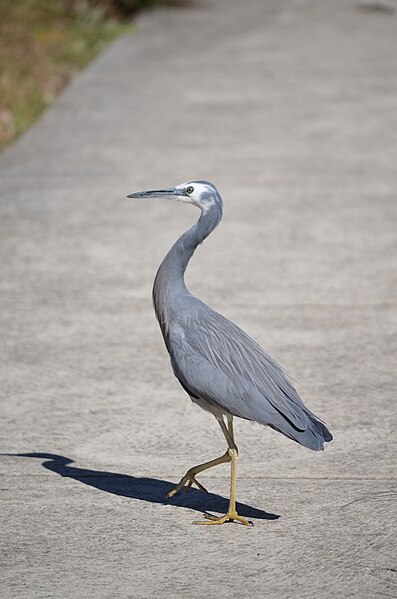 File:White-faced heron - Waverton Peninsula Reserve - 2014 3.jpg