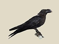 Raven, White-necked Corvus albicollis