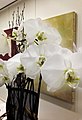 White Orchid Flowers In A Flowerpot (57141730).jpeg