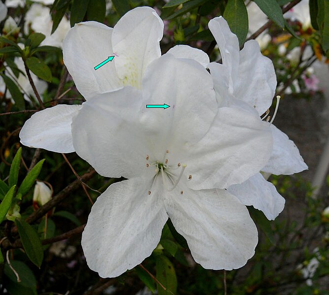 File:White azalea.jpg