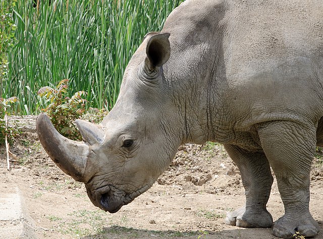 Бели носорог из зоолошког врта у Софији. Једна од пет живућих врста носорога. Од свих врста носорога ова врста је најдруштвенија. После афричког слона, то је највећа копнена животиња на свету. Познат је по својим широким уснама прилагођеним за пасење траве
