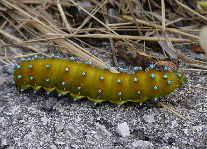 File:Wiener Nachtpfauenauge, (Saturnia pyri) 2011-09-17.jpg