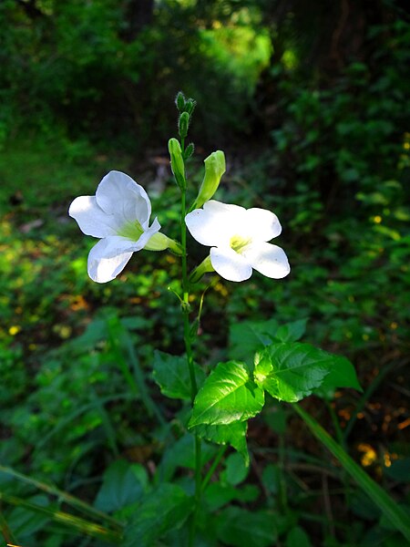 File:Wild Flowers.jpg