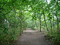 Woodland at the northern side of Danson Park, Bexleyheath.