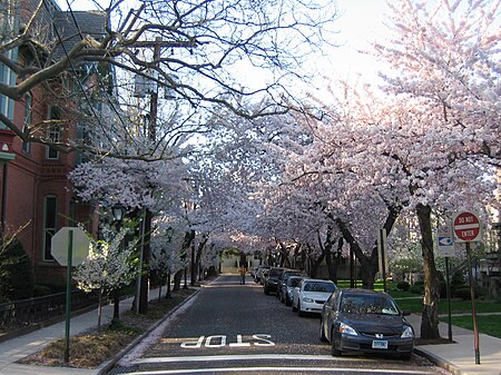 Wooster square cherry trees