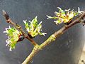 Wych elm flowers and nascent seeds.jpg
