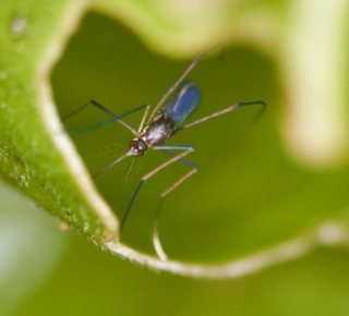 <i>Wyeomyia</i> Genus of flies