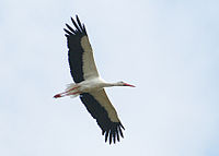 White stork, large flocks migrate across the straits. XN Ciconia ciconia 86.jpg