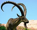 Nubian ibex in Eilat