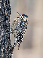 Thumbnail for File:Yellow-bellied sapsucker juvenile (85817).jpg