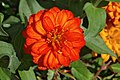 * Nomination Zinnia (Zinnia x hybrida), in a garden, France --JLPC 20:32, 1 August 2012 (UTC) * Promotion Good quality. --Poco a poco 22:28, 1 August 2012 (UTC)