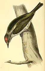 Vignette pour Proklavu (Tityridae)