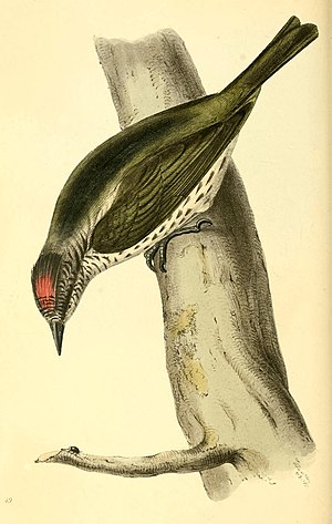 Zoological Illustrations Volume I Plate 49.jpg