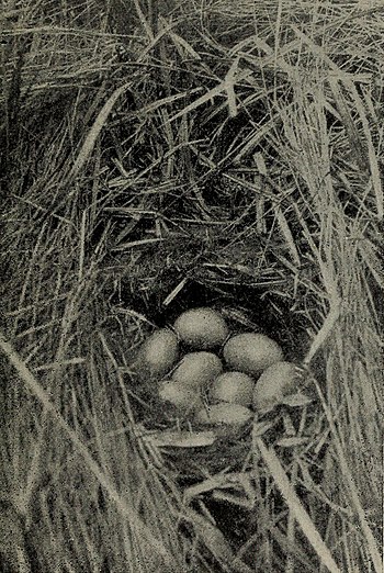 image of Nest of Tufted Duck