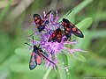 Zygaena trifolii (Esper, 1783)