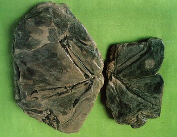 "Proornis coreae" fossils on display.jpg