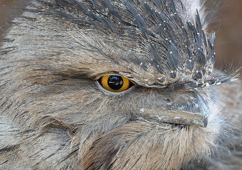 File:(1)Tawny Frogmouth-3.jpg