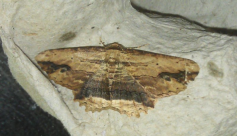 File:(1936) Waved Umber (Menophra abruptaria) - Flickr - Bennyboymothman.jpg