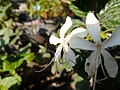 (Arya) Clerodendrum calamitosum (bugang) Pilangsari 2019 2.jpg