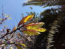 The pods are first green and then turn brown-red. Karpoi koutsoupias.jpg