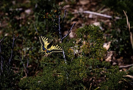 117. Ugom Chatkal State National Natural Park author - Marat Nadjibaev