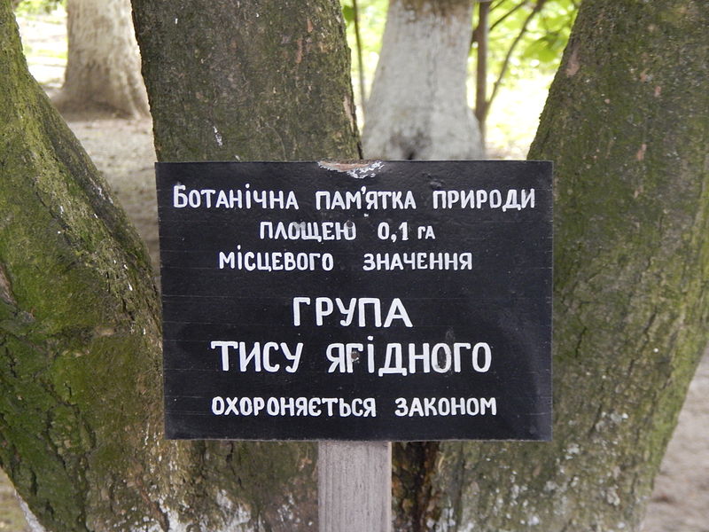 File:Група тиса ягідного, м. Стрий 08.JPG