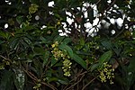 Thumbnail for Campylospermum serratum