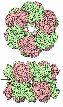 Two views of glutamine synthetase PDB ID: 1FPY 030-GlutamineSynthetase-1fpy-twoviews.tiff