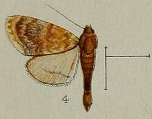 04-Homophysa polycyma = پلی گیم Glaphyria (همپسون ، 1898) .JPG