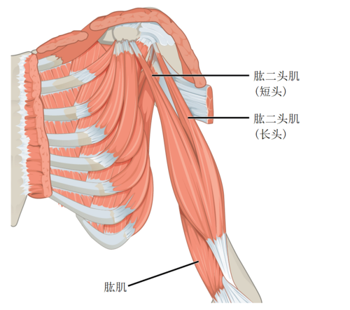 肱二頭肌 Wikiwand