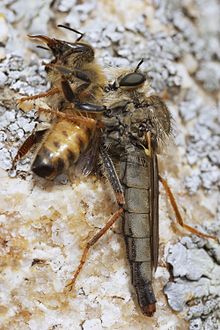 Female Stenopogon martini feeding on a honeybee 1500stenopogon martini DSC0957 DxO.jpg