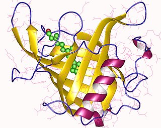 <span class="mw-page-title-main">Retinol-binding protein</span> Family of proteins that bind retinol