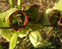 Détail de l'inflorescence