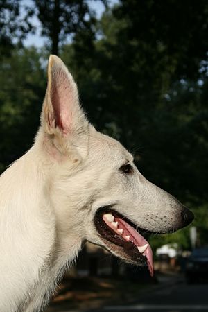 Portrait of a White German Shepherd