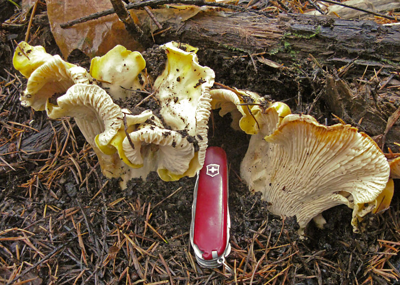 File:2010-03-11 Cantharellus cascadensis 80948 cropped.jpg