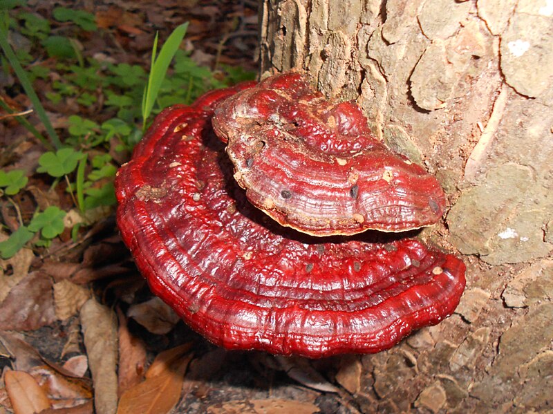 File:2012-01-19 Ganoderma sp 196230.jpg