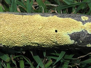 <i>Lindtneria</i> Genus of fungi