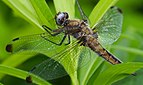 ♀ Libellula fulva