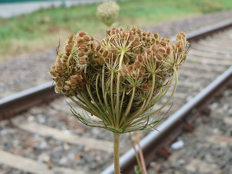 File:20140810Daucus carota3.jpg