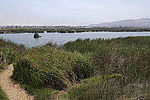 2014-es nézet Laguna igazgató, Refugio de Vida Silvestre los Pantanos de Villa.jpg