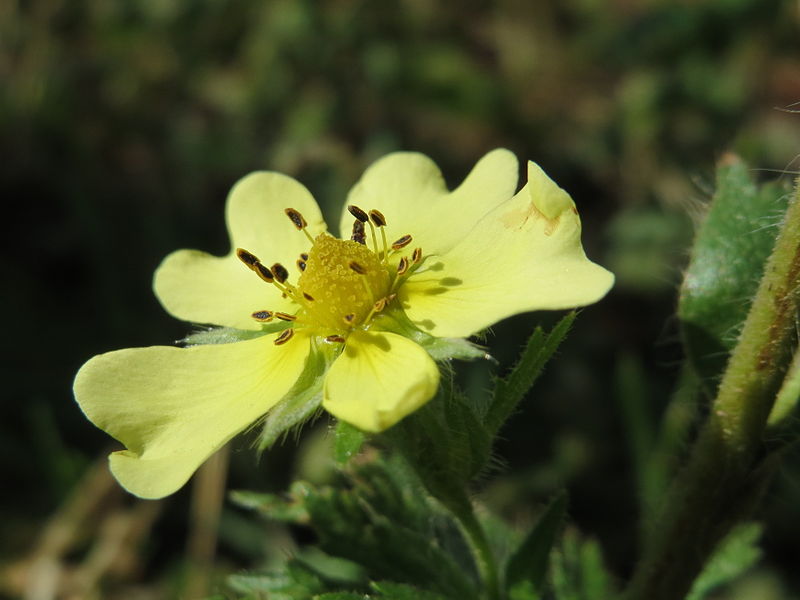 File:20150624Potentilla recta1.jpg