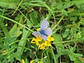 2018-06-01 Lycaenidae (gossamer-winged butterfly) at Bichlhäusl in Frankenfels