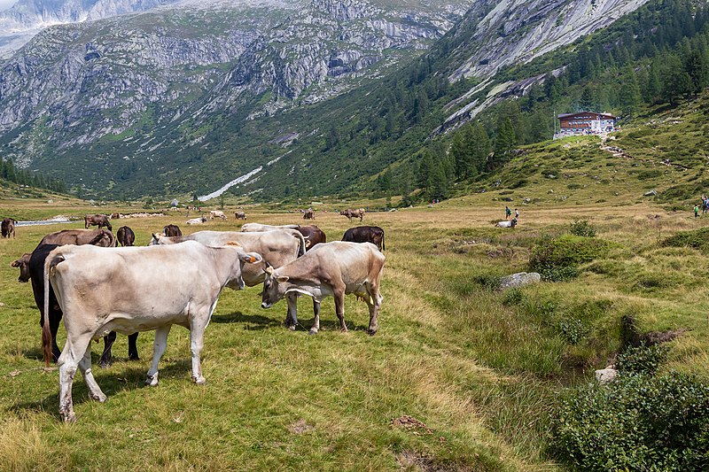 File:2018-08-13-Rifugio Val di Fumo-0403.jpg