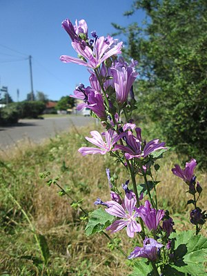 20190627Malva sylvestris1.jpg