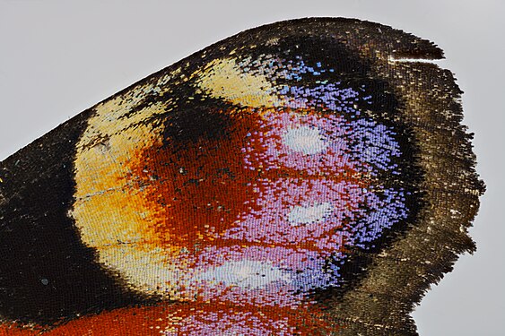 Peacock butterfly (Aglais io) - eyespot on forewing - colourful scales in great detail - DSG3404-1 - 2021-08-16 (magnification ratio 2.2x, HiRes focus stack - enlarge to view true colour hues)