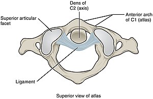 912 Atlantoaxial Joint.jpg