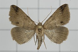 Ericeia subcinerea