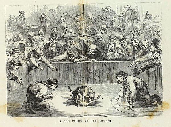 "A Dog Fight at Kit Burn's" by Edward Winslow Martin (James D. McCabe). USA, 1868